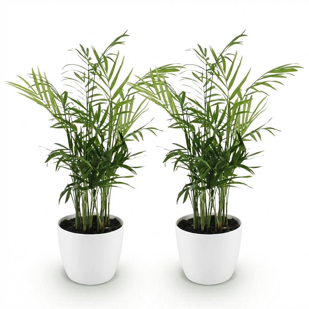 Chamaedorea elegans - Goudpalm - Huisdiervriendelijke Plant - Groen - 2 Planten - met Potter Wit - Pot 12cm - Hoogte 15cm