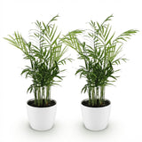 Chamaedorea elegans - Goudpalm - Huisdiervriendelijke Plant - Groen - 2 Planten - met Potter Wit - Pot 12cm - Hoogte 15cm