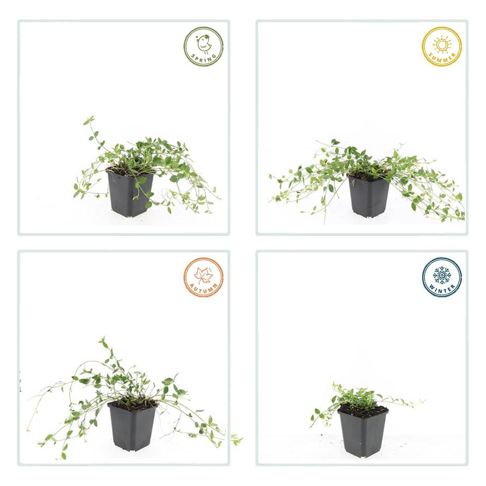 24x Vinca minor 'Gertrude Jekyll' - ↕10-25cm - Ø9cm