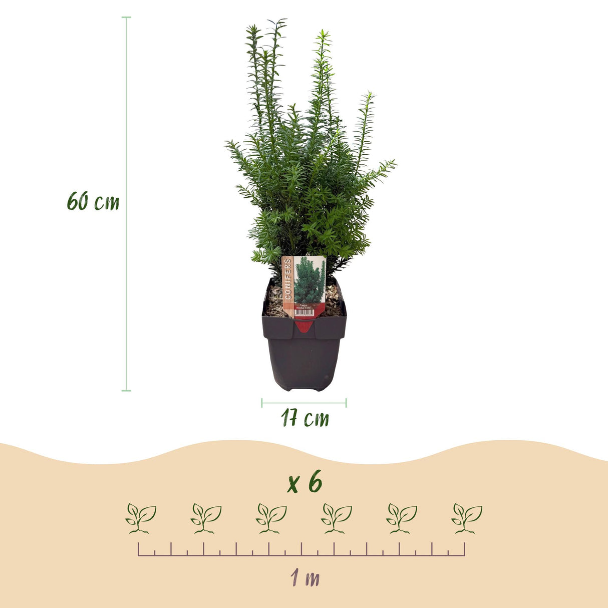 Green boutiQ - Haagplanten - Taxus media Hilii - blad groen - 6 planten - 1 strekkende meter - groenblijvend - pot 17cm hoogte 60cm