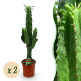 Green boutiQ - Kamerplant - Euphorbia eritrea - Afrikaanse melkboom - Weinig onderhoud - Groen - 2 - Pot 19cm - Hoogte 70cm
