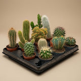 Cactus Set van 6 in Keramische Mini Potjes Madrid -  ↑ 8–12 cm