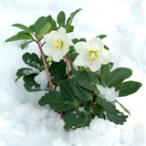 Helleborus niger « Christmas Carol » – Lot de 24 roses de Noël (4 x Sixpack)