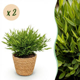 Bamusa Pogonatherum Monica - Bamboegras - Huisdiervriendelijke Plant - Groen - 2 Planten - met Mand - Pot 12cm - Hoogte 20cm