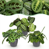 Marantha Silverband, Marantha Lemon Lime Marantha Kerchoveana - Gebedsplant - Huisdiervriendelijke Plant - Groen - 3 Planten - met Potter Grijs - Pot 12cm - Hoogte 25cm