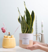 Sansevieria Gift "Let's Grow With Us" WITH GREETING CARD! - Ø12cm - ↕30cm