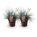 Green boutiQ - Siergrassen - Festuca glauca Intense Blue  - Blauw - 2 Planten - Bladhoudend - Weinig Onderhoud - Pot 17cm Hoogte 50cm