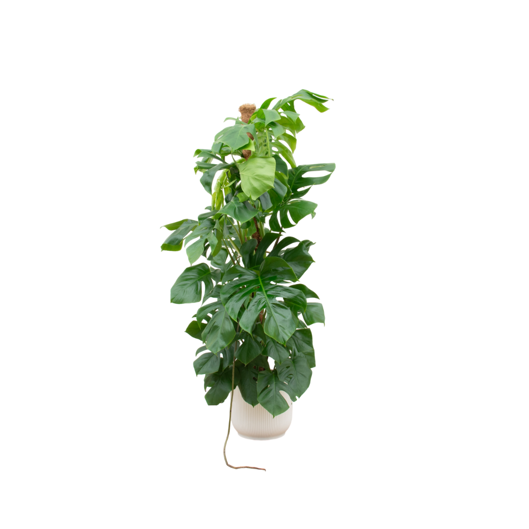 Monstera Pertusum + Pot Wit - ↕150cm - Ø30cm