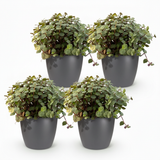 Calissia repens - Kattengras - Huisdiervriendelijk - Groen - 4 Planten - met Potter Grijs - Pot 12cm - Hoogte 17-20cm