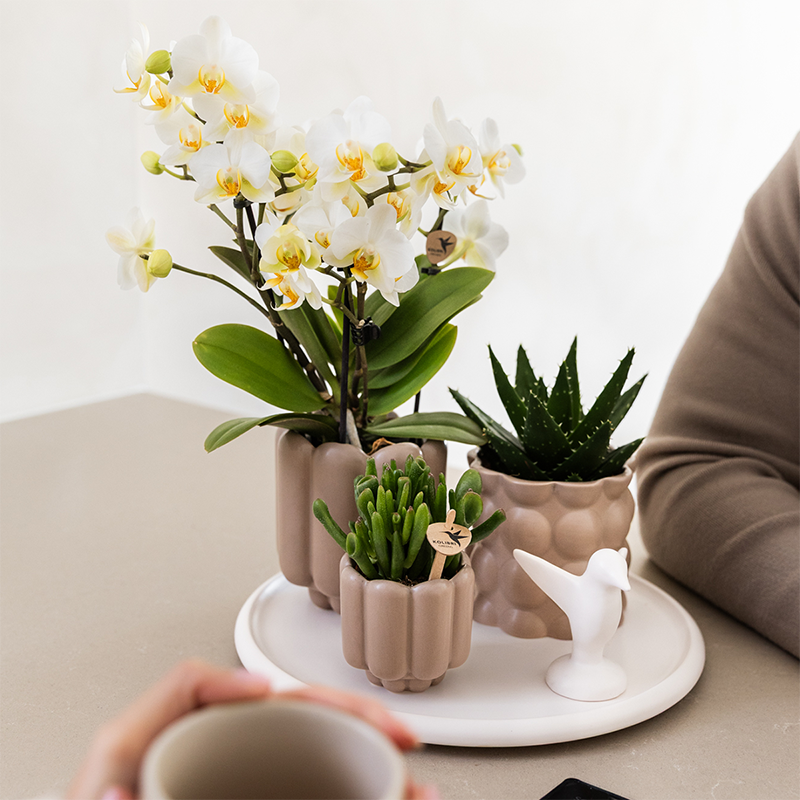 Kolibri Orchids | Gift Set Slow Living | Groene planten met witte Phalaenopsis orchidee Lausanne in keramieken sierpotten beige op wit dienblad