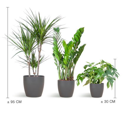 Schaduw Plantenset - incl. potten grijs
