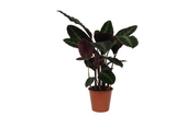 Calathea Warscewiczii - 100 cm - Ø21cm