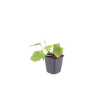 24x Brunnera macrophylla - ↕10-25cm - Ø9cm