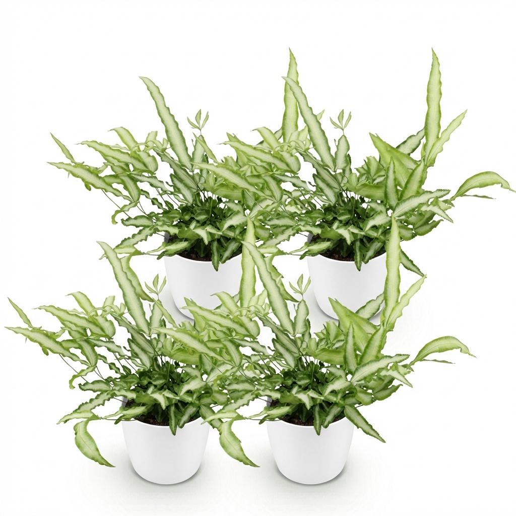 Pteris cretica Albolineata - Lintvaren - Huisdiervriendelijke Plant - Groen - 4 Planten - met Potter Wit - Pot 12cm - Hoogte 20cm