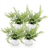 Pteris cretica Albolineata - Lintvaren - Huisdiervriendelijke Plant - Groen - 4 Planten - met Potter Wit - Pot 12cm - Hoogte 20cm