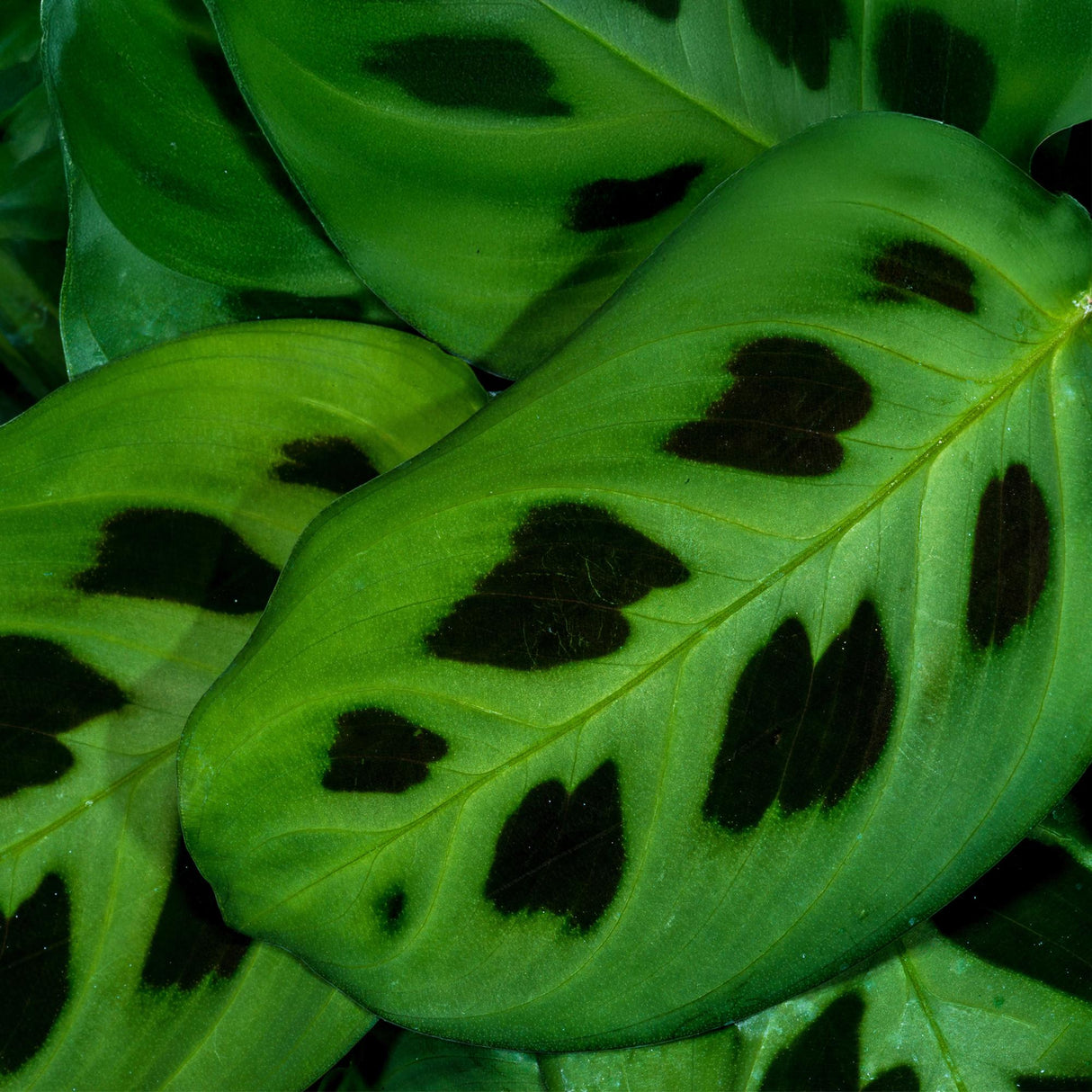 Maranta Fascinator Kerchoveana - Zebraplant - Huisdiervriendelijke Plant - Groen - 4 Planten - met Potter Wit - Pot 12cm - Hoogte 25cm