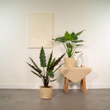 Alocasia Cucullata - Ø19cm - ↕60cm + Alocasia Lauterbachiana - Ø19cm - ↕75cm + Mand Selin