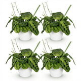 Maranta Fascinator Lemon Lime - Gebedsplant - Huisdiervriendelijke Plant - Groen - 4 Planten - met Potter Wit - Pot 12cm - Hoogte 25cm