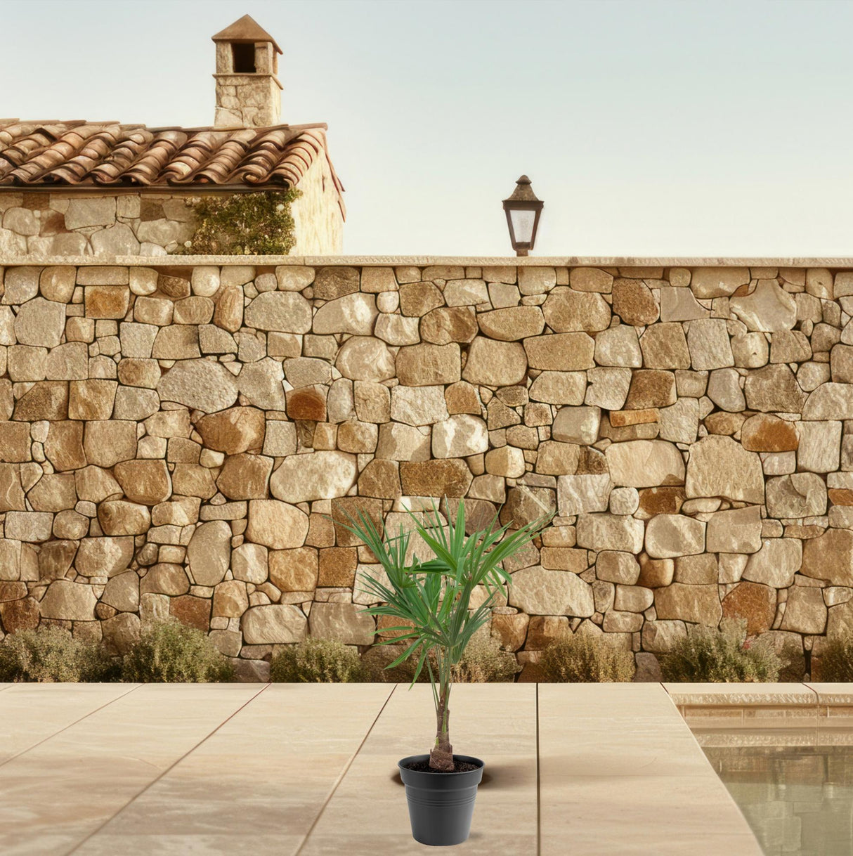 Trachycarpus Fortunei - 90-100cm - Ø21