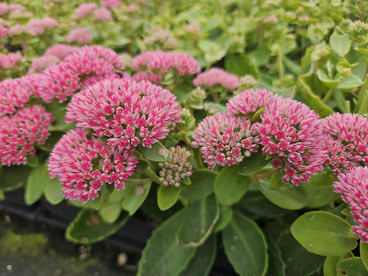 24x Sedum 'Herbstfreude' - ↕10-25cm - Ø9cm