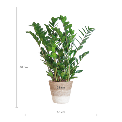 Zamioculcas Zamiifolia met Mand Lissabon wit  - 80cm - Ø21