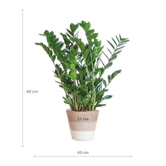 Zamioculcas Zamiifolia met Mand Lissabon wit  - 80cm - Ø21