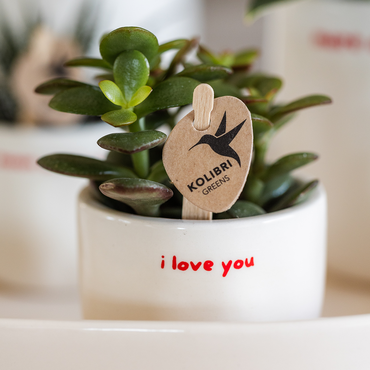 Gift set 'love you' | Rode Phalaenopsis orchidee Congo met groene plant in Love sierpotten op Cloud plate