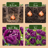 24x Tulipa Double Lilac - Dubbele lila tulp - Paars - Voorjaarsbloeier - Bolmaat 11/12