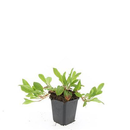 48x Persicaria aff. 'Darjeeling Red' - ↕10-25cm - Ø9cm