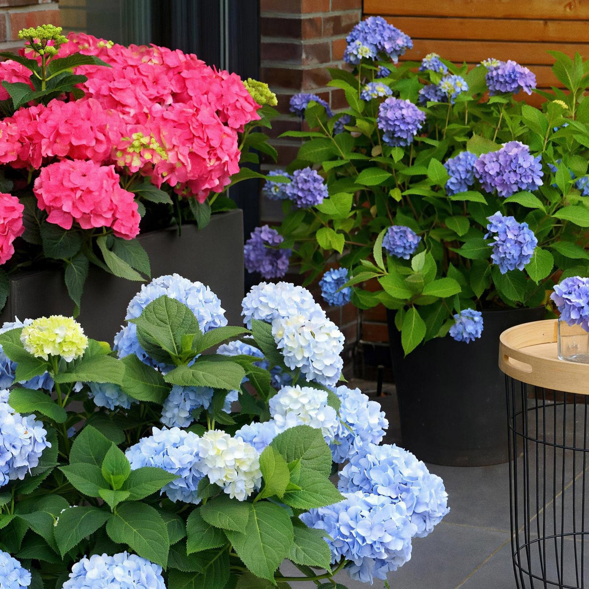 Green boutiQ - Tuinplant - Hydrangea Endles Summer The Orginal Blue - Hortensia - Winterhard - Blauw - 8 Planten - Pot 14cm - Hoogte 20-25cm