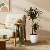 Dracaena Magenta - Drakenbloedboom - Weinig onderhoud - Groen - 1 Plant - met Potter Wit - Pot 21cm - Hoogte 90-100cm