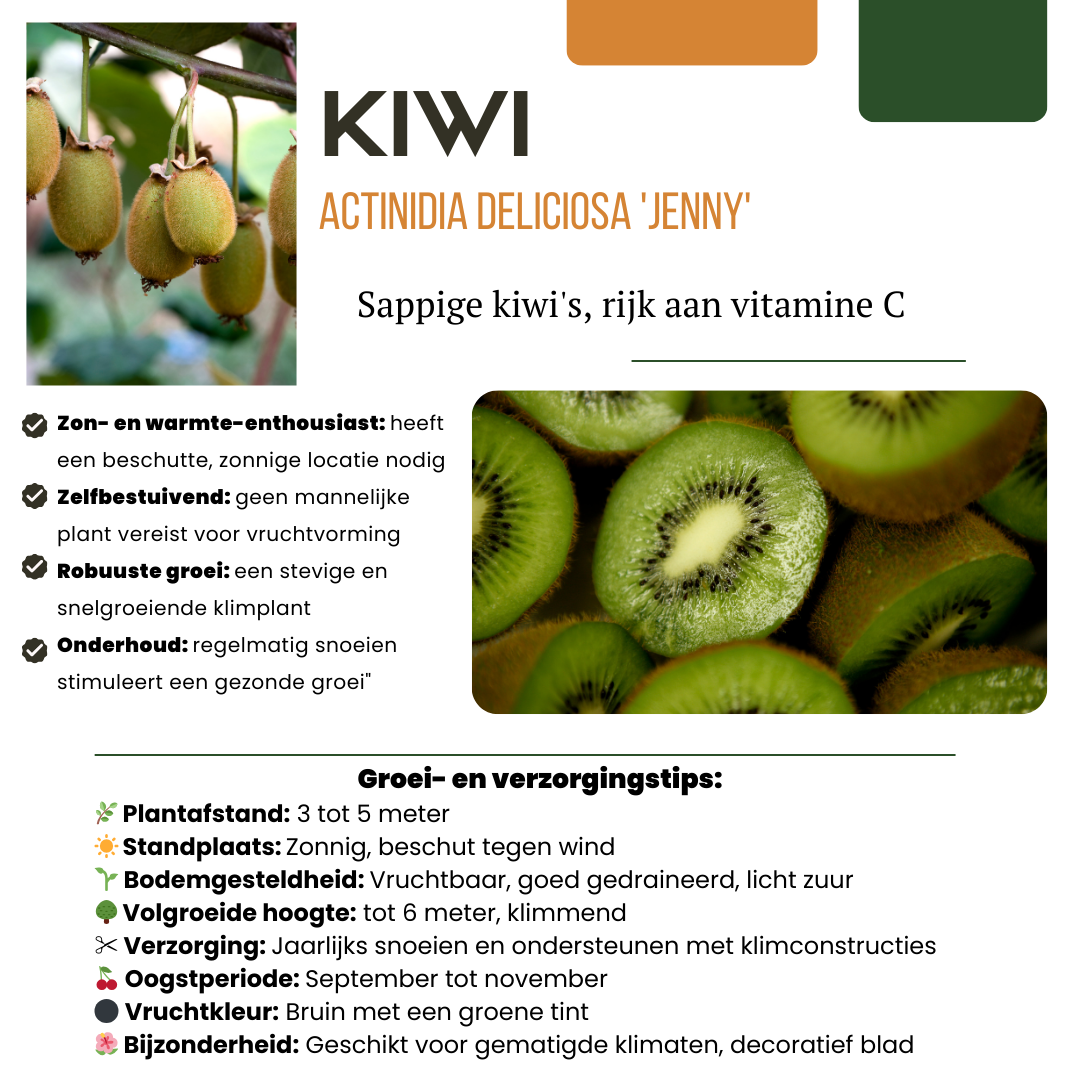 3 x Biologische kiwiplanten - ↕20 cm - Ø 13 cm