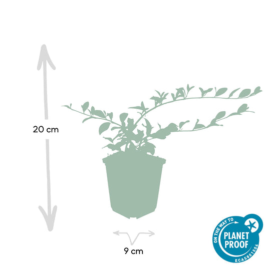 24x Cotoneaster dammeri - ↕10-25cm - Ø9cm