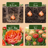 24x Tulipa Gudoshnik Double - Gevuldbloemige tulp Gudoshnik - Diversen - Voorjaarsbloeier - Bolmaat 11/12