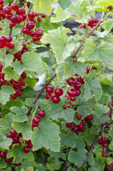 Ribes rubrum 'Jonkheer van Tets' - Aalbes - ↕45cm - Ø13cm