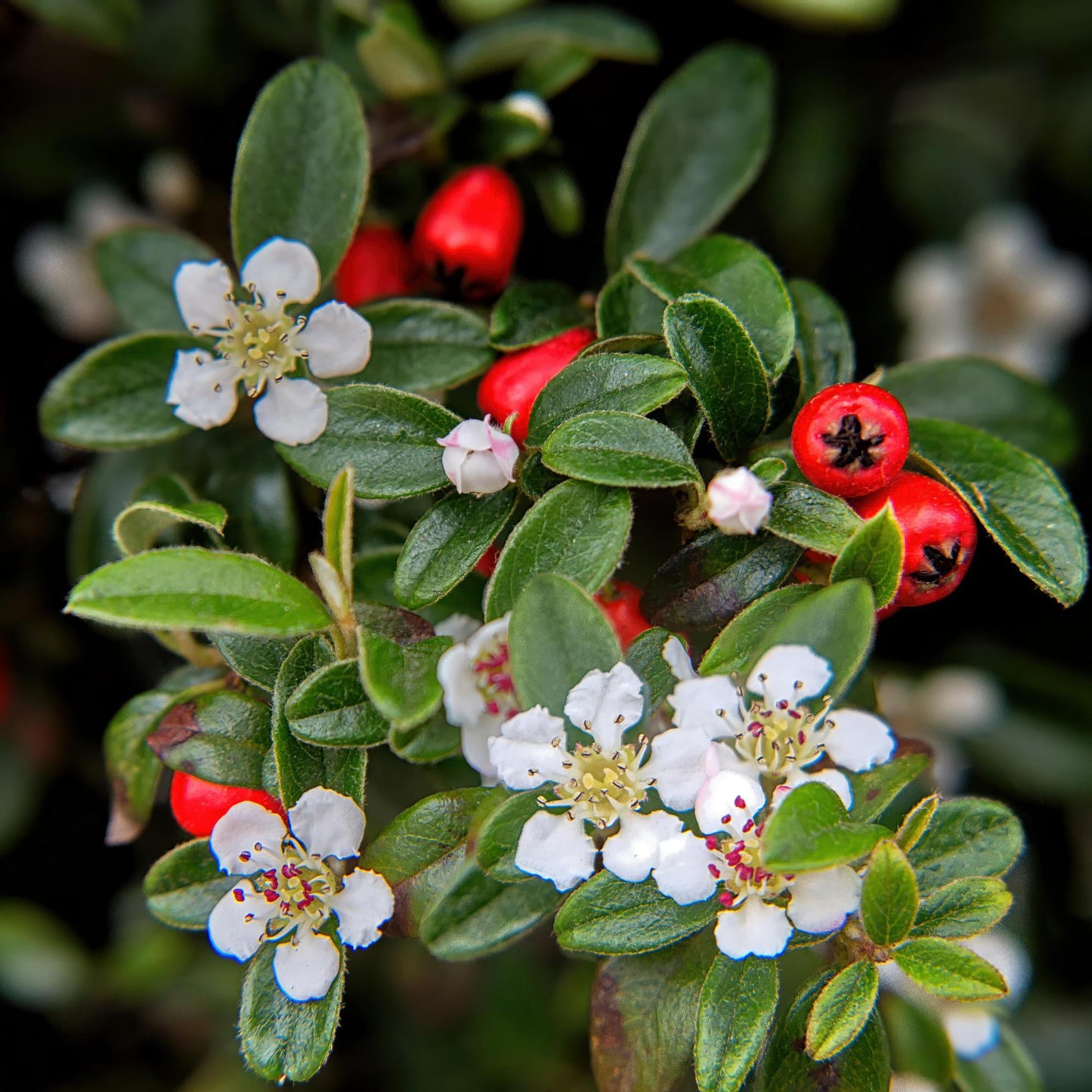 24x Cotoneaster dammeri - ↕10-25cm - Ø9cm