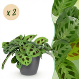 Maranta Fascinator Kerchoveana - Zebraplant - Huisdiervriendelijke Plant - Groen - 2 Planten - met Potter Grijs - Pot 12cm - Hoogte 25cm