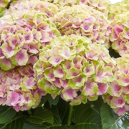 Green boutiQ - Terrasplant - Hortensia - Hydrangea Magical Jewel Pink - Roze - 6-10 Bloemen - Pot 23cm Hoogte 55cm