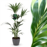 Howea Forsteriana - Kentia Palm - Weinig Onderhoud - Groen - 1 Plant - met Potter Grijs - Pot 21cm - Hoogte 120-130cm