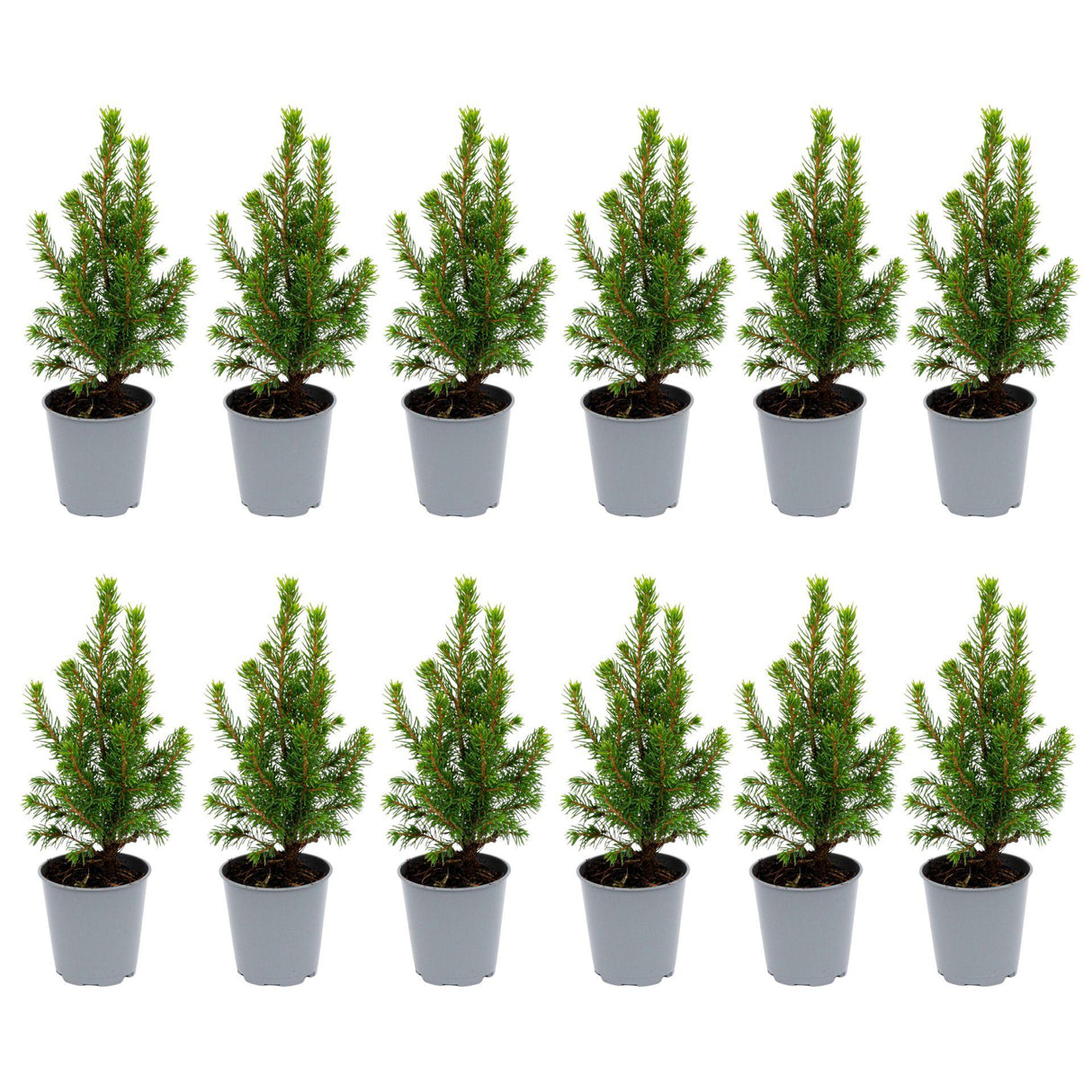 12x Mini-kerstboom - ↑15-20 cm - Ø 6 cm Picea Glauca Perfecta