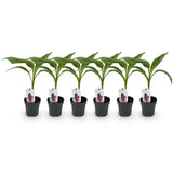Green boutiQ - Obstpflanze - Bananenpflanze - Musa sikkemensis Red Tiger - Winterhart - 6 Pflanzen - Topf 12cm Höhe 30cm