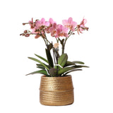 Kolibri Orchids | Roze Phalaenopsis orchidee – Treviso in Groove pot goud – potmaat Ø12cm – 35cm hoog | bloeiende kamerplant in bloempot - vers van de kweker