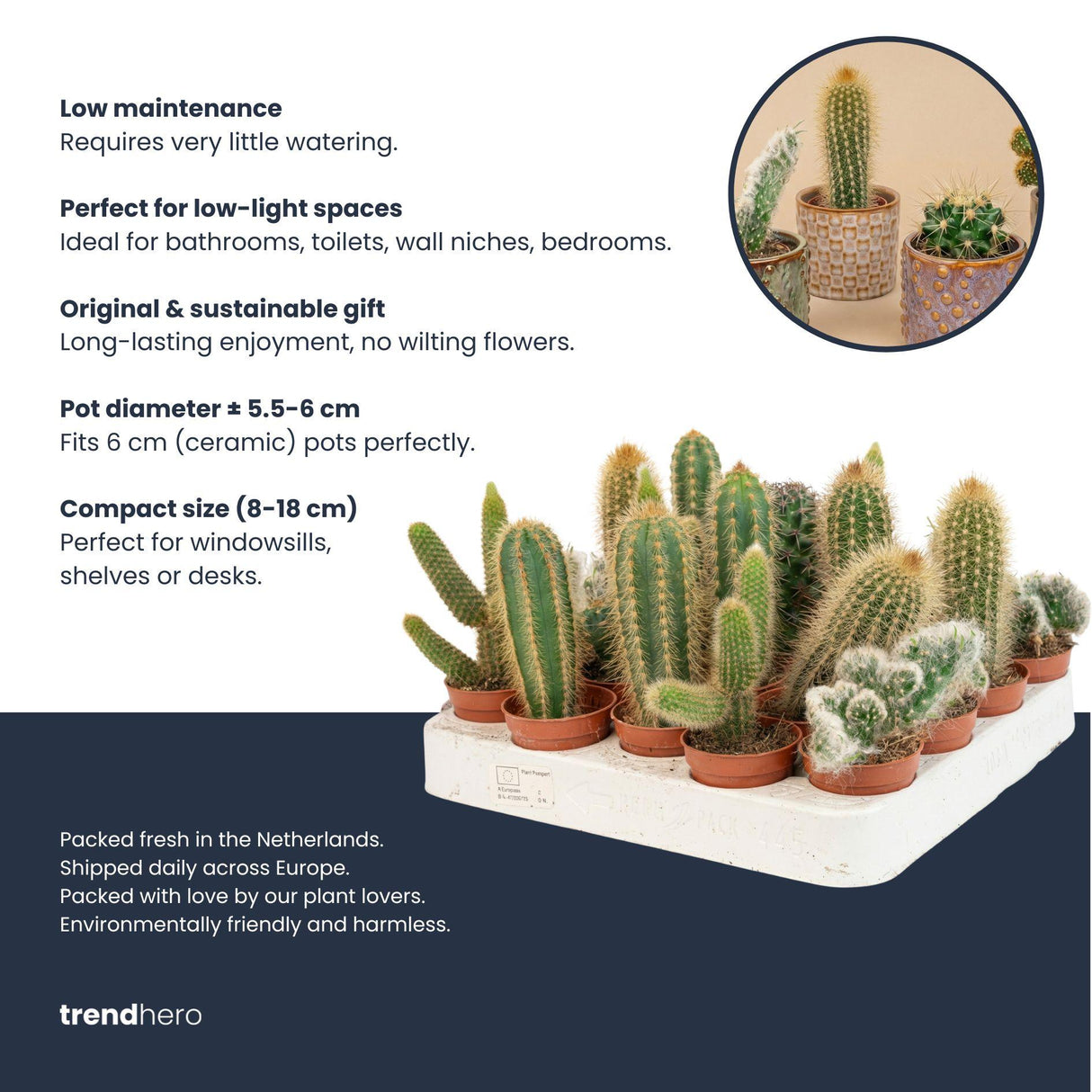 Cactus Set van 6 in Keramische Mini Potjes Madrid -  ↑ 8–12 cm
