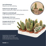 Cactus Set van 6 in Keramische Mini Potjes Madrid -  ↑ 8–12 cm
