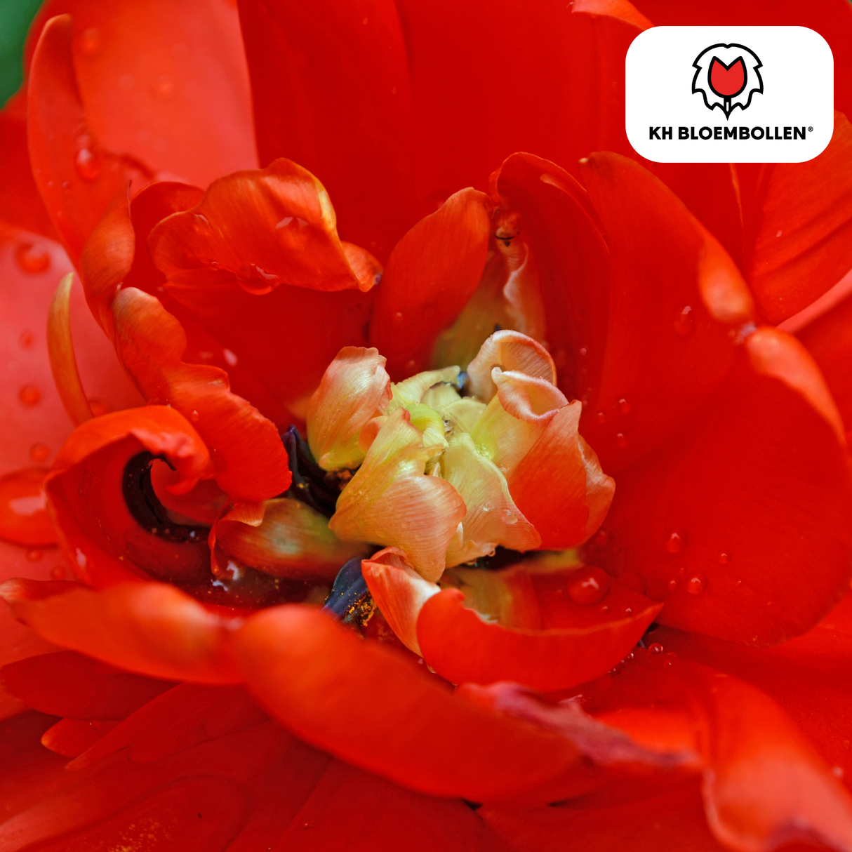 Bulbes de tulipes Bombastic Red – 20 pièces | KH Bloembollen® | Tulipe pivoine rouge – Double floraison & Luxe – Pour jardin ou pot – Taille 11/12 – Frais du producteur !