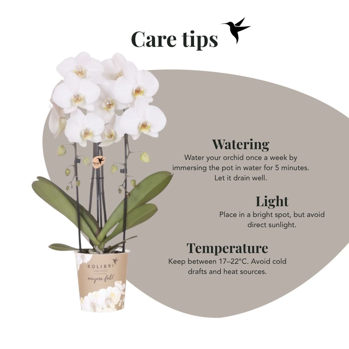 Kolibri Orchids | Plantenset Allure Shiny Goud - 2 Witte Phalaenopsis Orchideeën Niagara Fall White - Ø12 cm