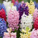 80x Hyacinthus mix - Hyacint mix - Diversen - Voorjaarsbloeier - Bolmaat 14/15
