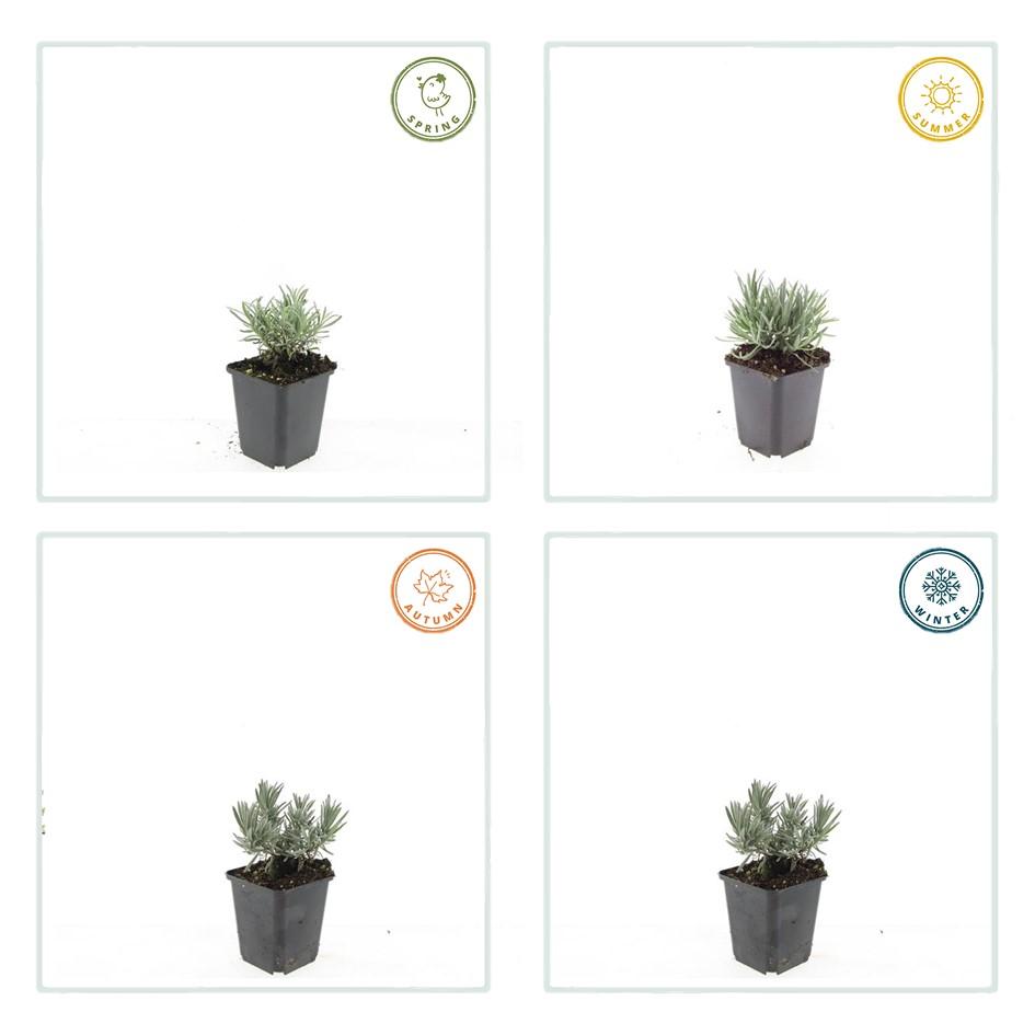 48x Lavandula int. 'Edelweiss' - ↕10-25cm - Ø9cm