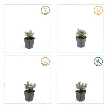 48x Lavandula int. 'Edelweiss' - ↕10-25cm - Ø9cm