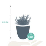 Vetplanten mix 5.5 cm - 5x - in witte pot